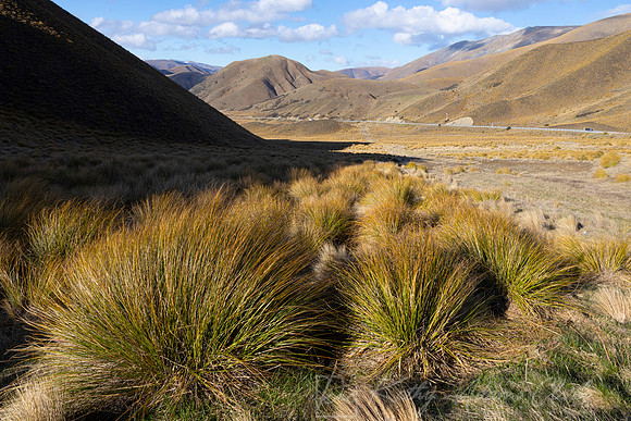 Tussock Grass KAC117