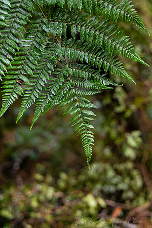 Vegetation New Zealand KAC6690