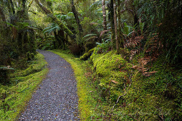 Vegetation New Zealand KAC6686