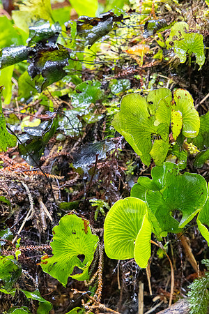 Vegetation New Zealand KAC6728