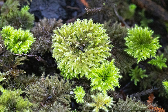 Vegetation New Zealand KAC6736