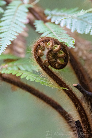 Vegetation New Zealand KAC6739