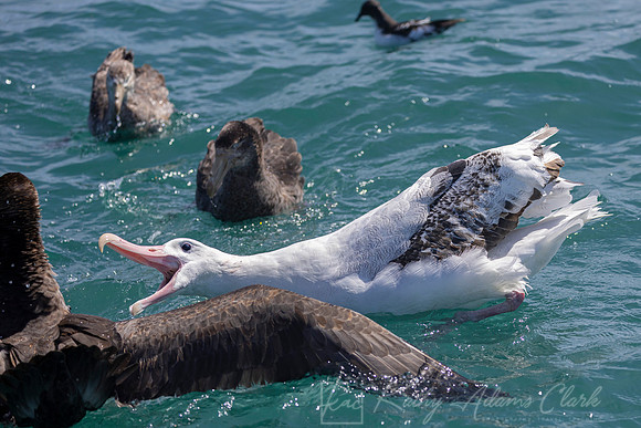Wandering Albatross KAC7309