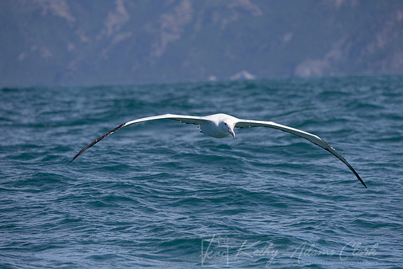 Wandering Albatross KAC7332
