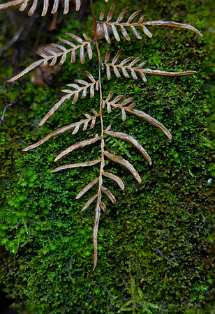 Vegetation New Zealand KAC6801_2stack