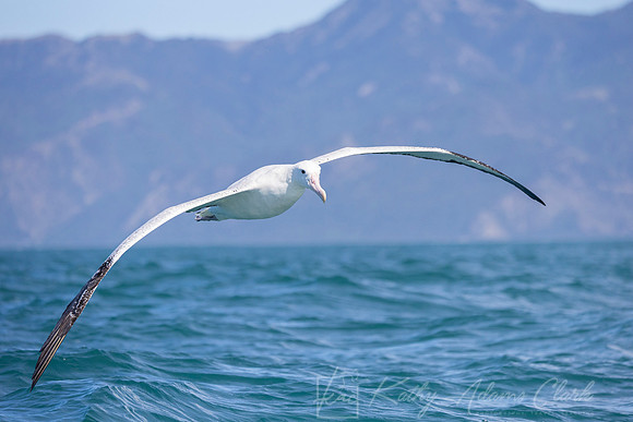 Wandering Albatross KAC7381