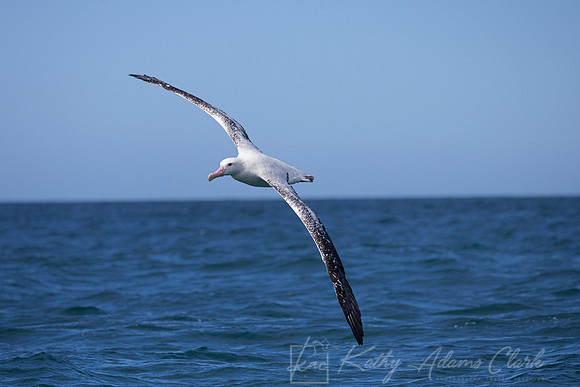 Wandering Albatross KAC7951