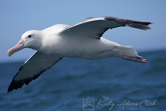 Wandering Albatross KAC7909