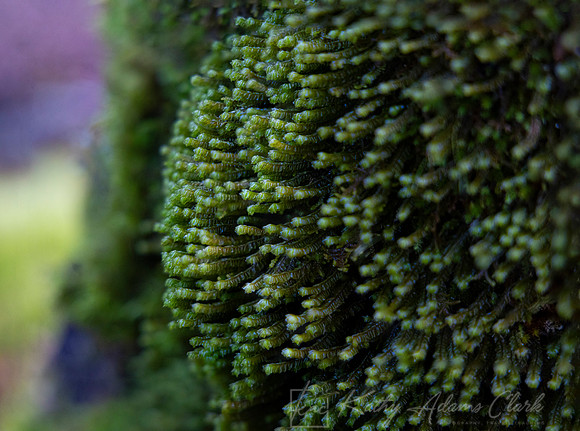Vegetation New Zealand KAC6807_10 stack