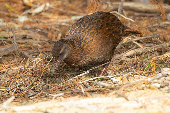 Weka KAC6920