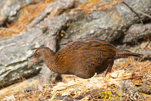 Weka KAC6952