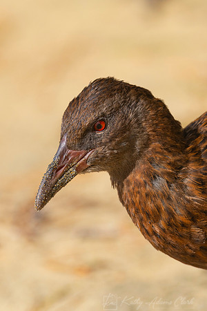 Weka KAC6991
