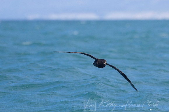 Westland Petrel KAC7745