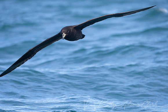 Westland Black Petrel KAC7977