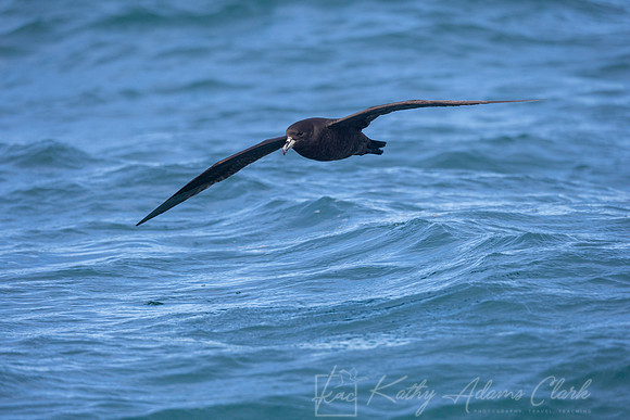 Westland black petrel KAC8045