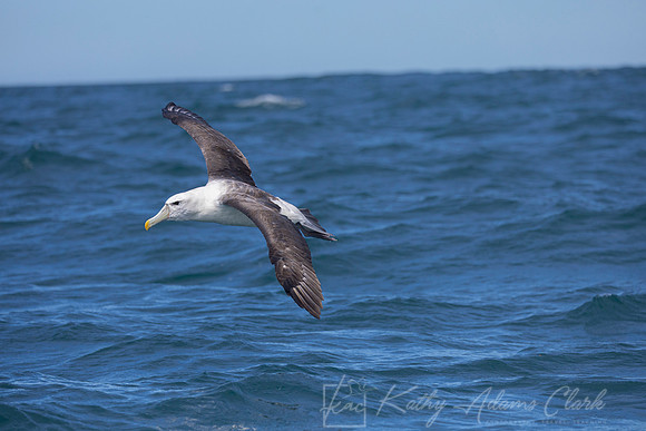 White-capped albatross Mollymawk KAC7839