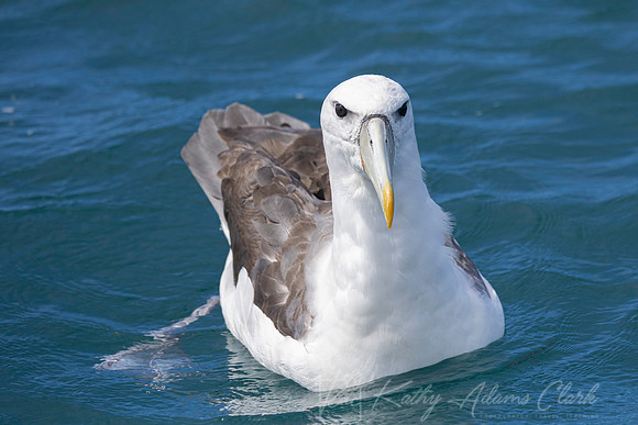 White-capped albatross Mollymawk KAC7853