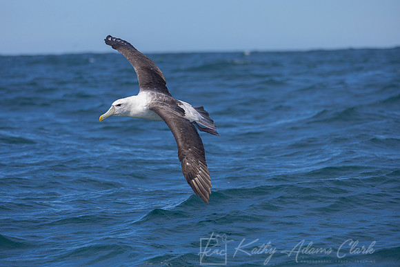 White-capped albatross Mollymawk KAC7844