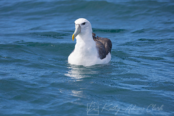 White-capped albatross Mollymawk KAC7863