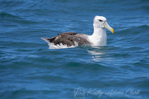White-capped Albatross Mollymawk KAC7895