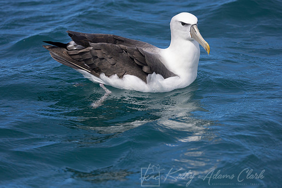 White-capped Albatross Mollymawk KAC8004
