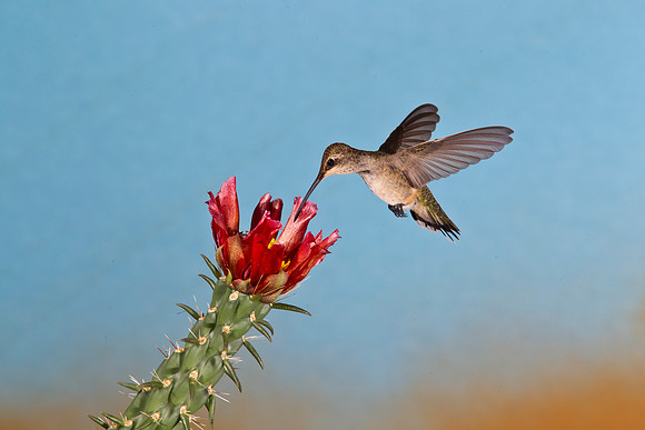 Black-chinned Hummingbird KAC1861