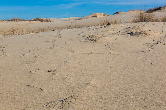 2 Monahans Sandhills State Park KAC5306