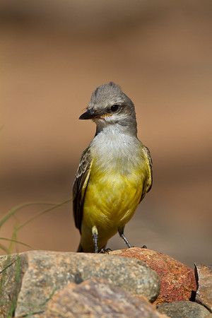 Western kingbird KAC1495