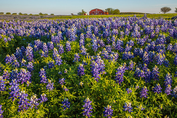 Texas Bluebonnet KAC0804