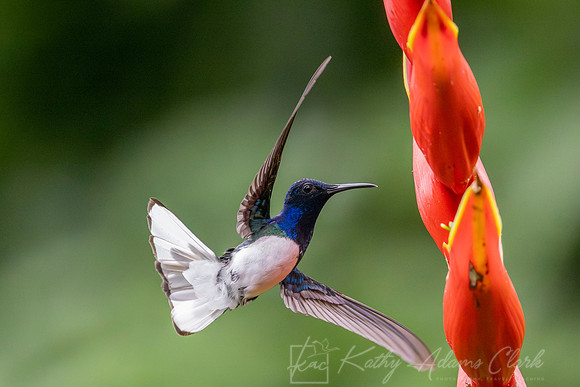 White-necked jacobin KAC4412-Enhanced-NR
