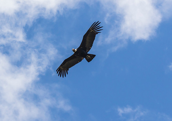 Andean Condor KAC8497