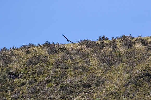 Andean Condor KAC8419