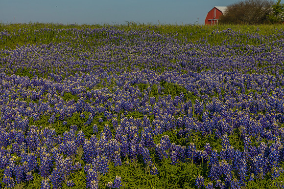 Texas Bluebonnet KAC0837