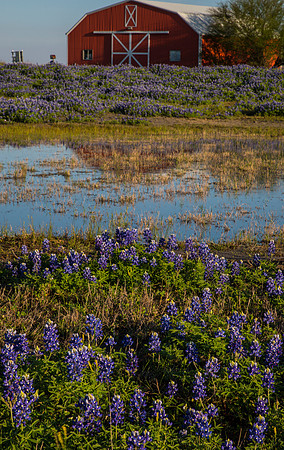 Texas Bluebonnet KAC0820