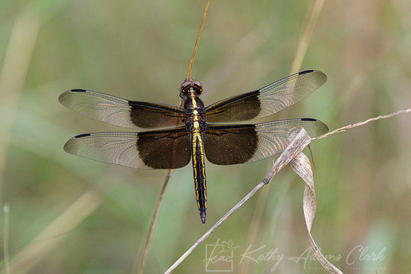 Widow skimmer dragonfly KAC7982