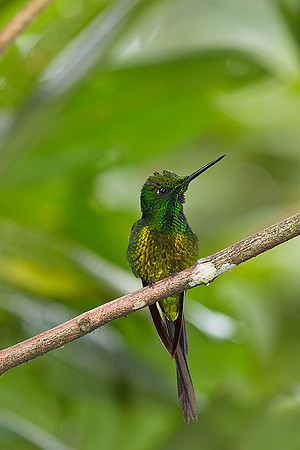 Empress brilliant hummingbird KAC0415