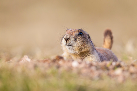4 Black-tailed prairie dog KAC4591