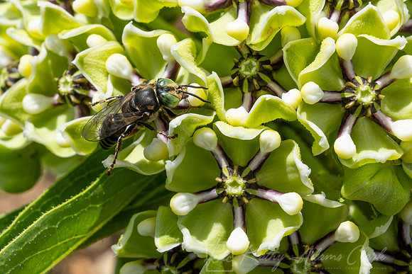 Bee species Antelope Horn KAC0961