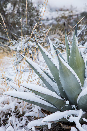 Havard Agave Snow KAC0693