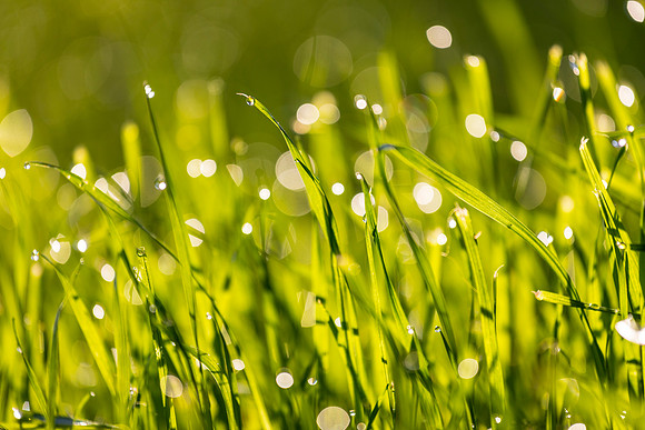 Grass Morning Spring KAC0573