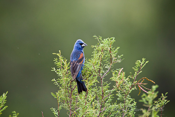 Blue grosbeak KAC6825