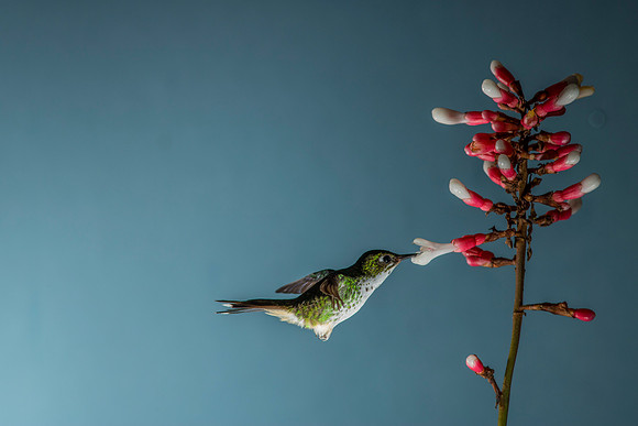 Booted racket-tail hummingbird KAC0468