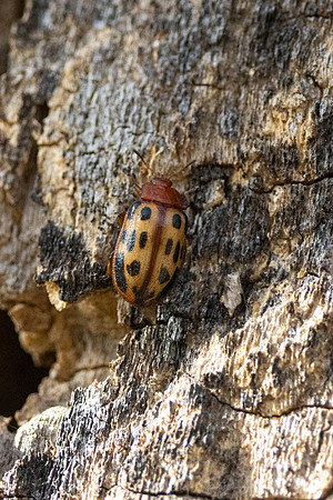 Cottonwood leaf beetle KAC9860