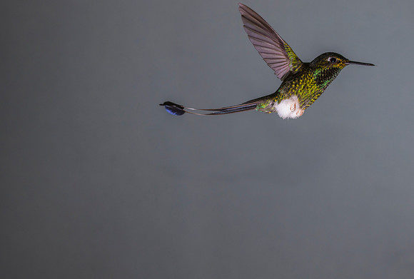 Booted racket-tail hummingbird KAC9279