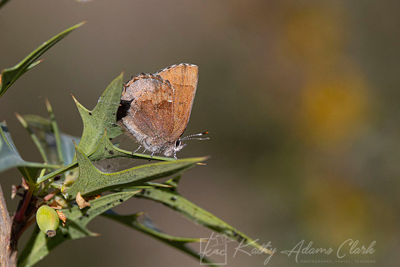 Henry's Elfin butterfly KAC9953