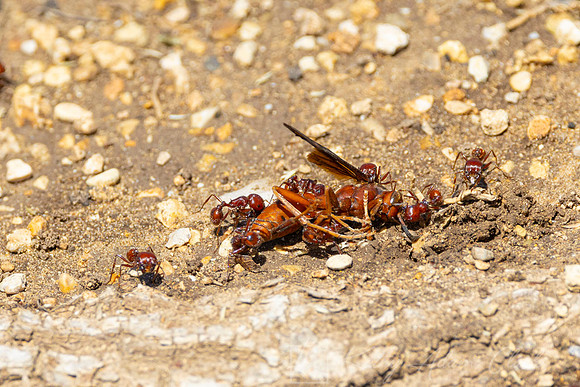 Harvester ant KAC1246