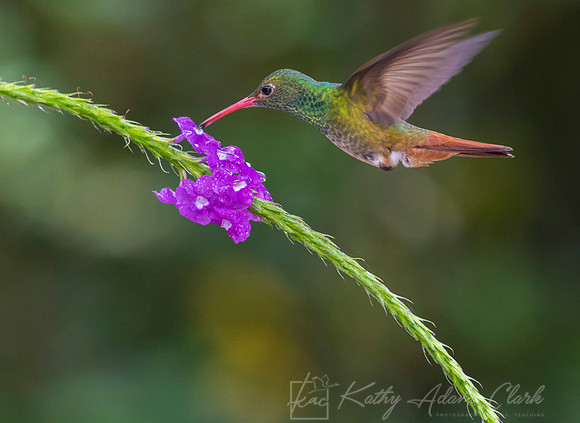 Rufous-tailed hummingbird KAC9583