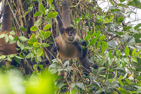 Geoffroy's spider monkey KAC6161-Enhanced-NR