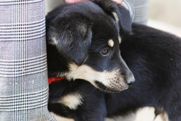 Domestic dog KAC607375