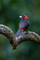 Crimson-collared tanager KAC1146